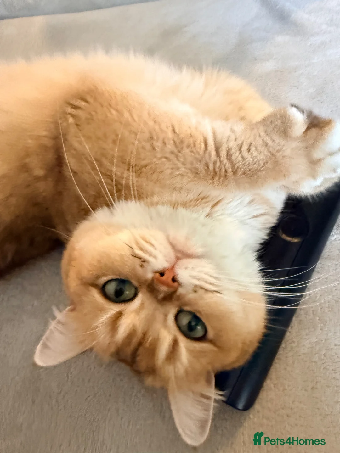 British Shorthair cats for sale: Lovely retired British shorthair queen - Advert 1