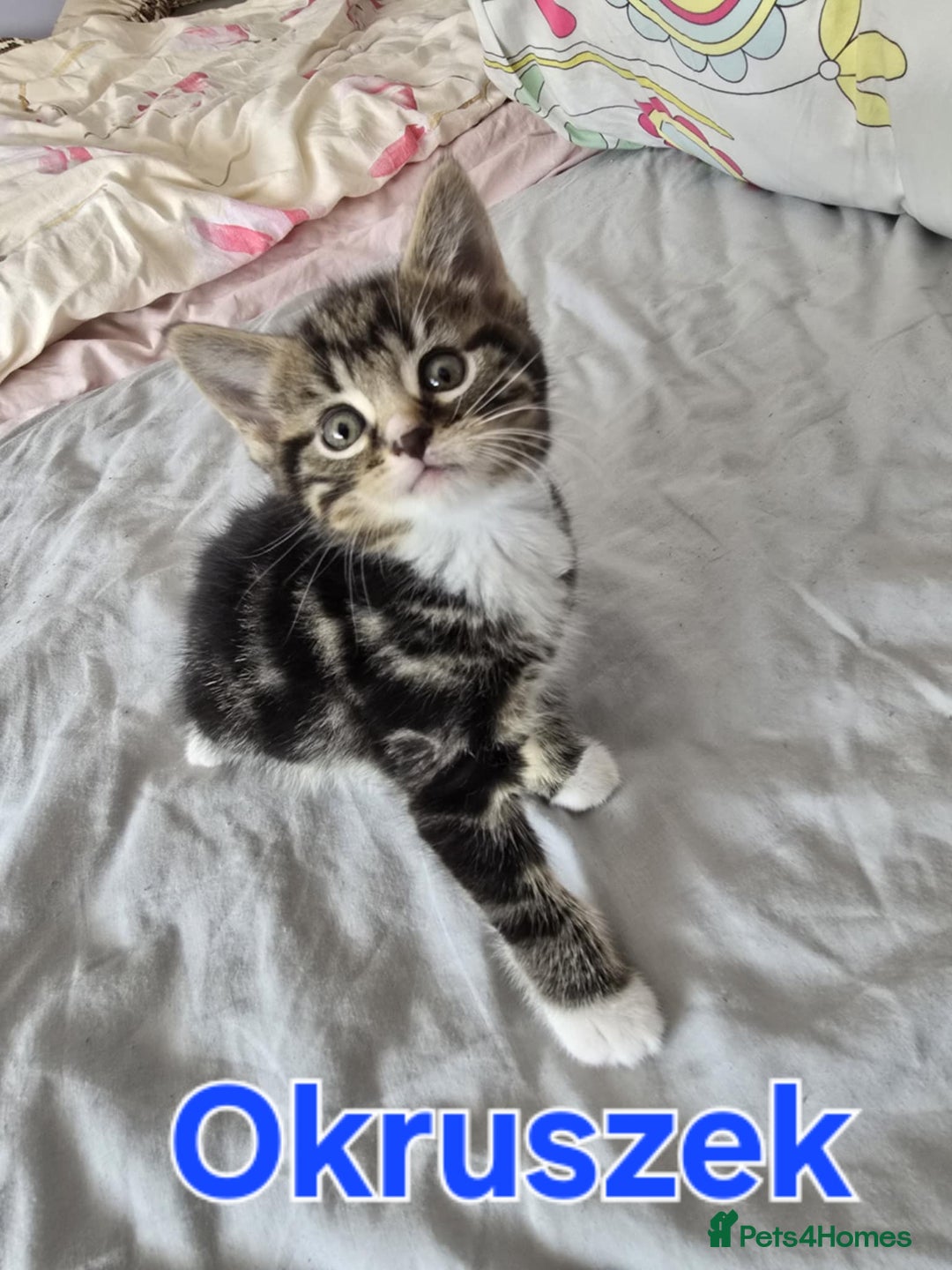 Domestic Shorthair cats for sale: Cute kittens for new home - Image 9