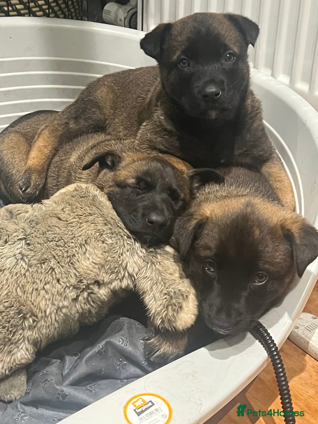 Mixed Breed dogs for sale: Belgian Malinois Puppies  - Image 14