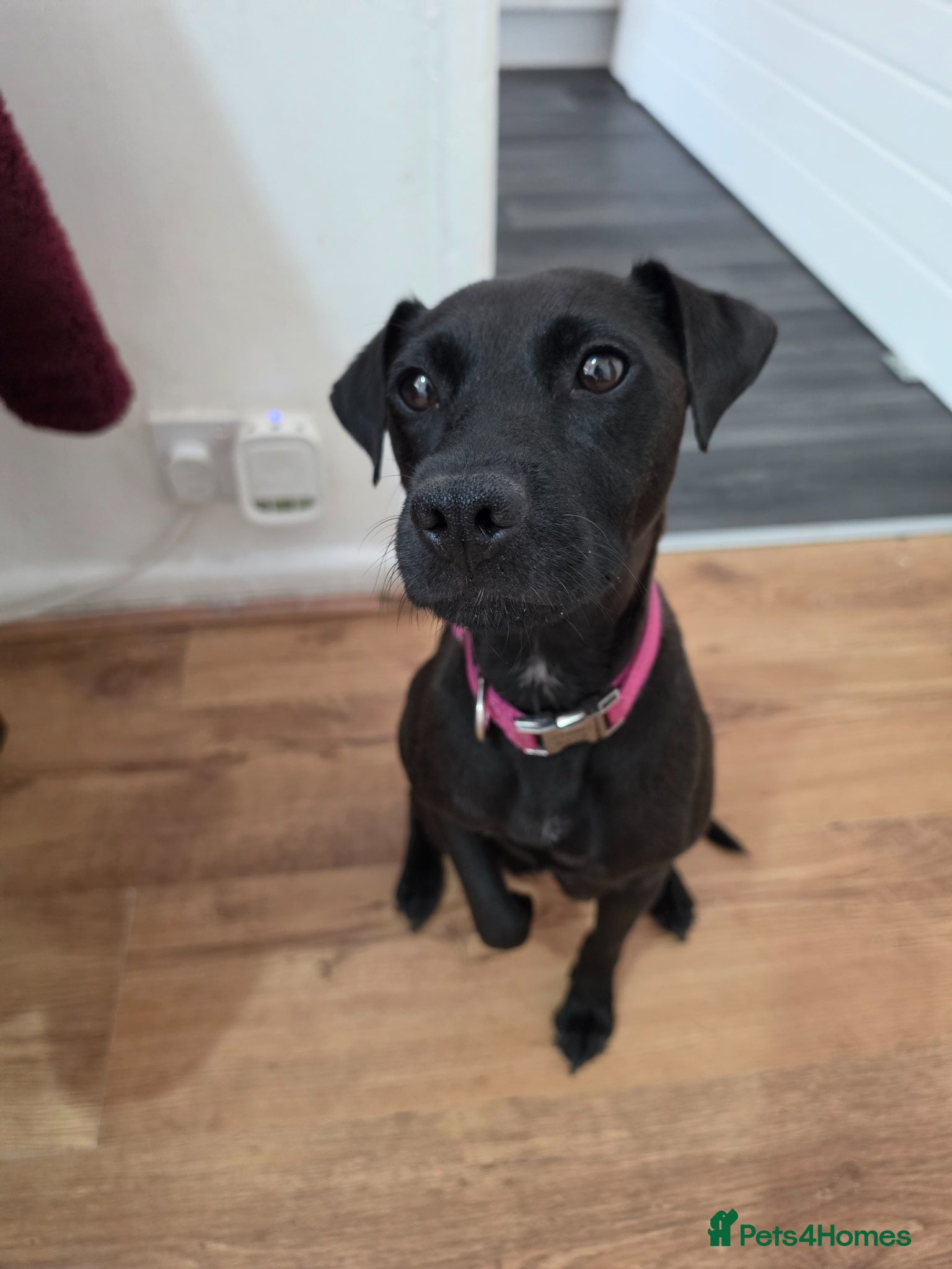 Patterdale Terrier dogs for sale: Patterdal puppies for sale. - Advert 6