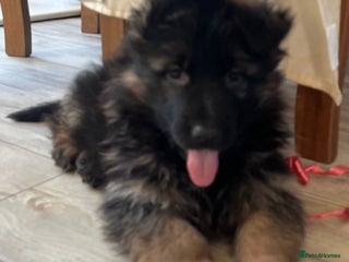 German Shepherd dogs Outstanding long haired Gsd pups for sale - Advert 5