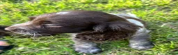 Cocker Spaniel dogs for sale: Show cocker spaniel puppies  in Warrington - Advert 12