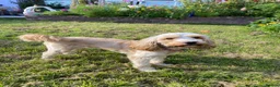 Cockapoo dogs for sale: Beautiful little of cockapoos in Highbridge - Advert 4