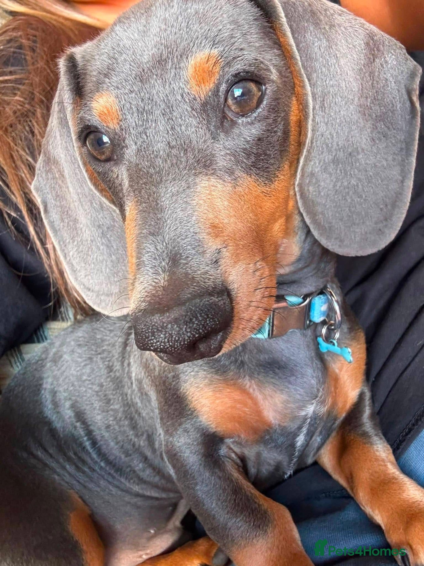 Miniature Dachshund dogs Miniature dachshund  - Advert 1