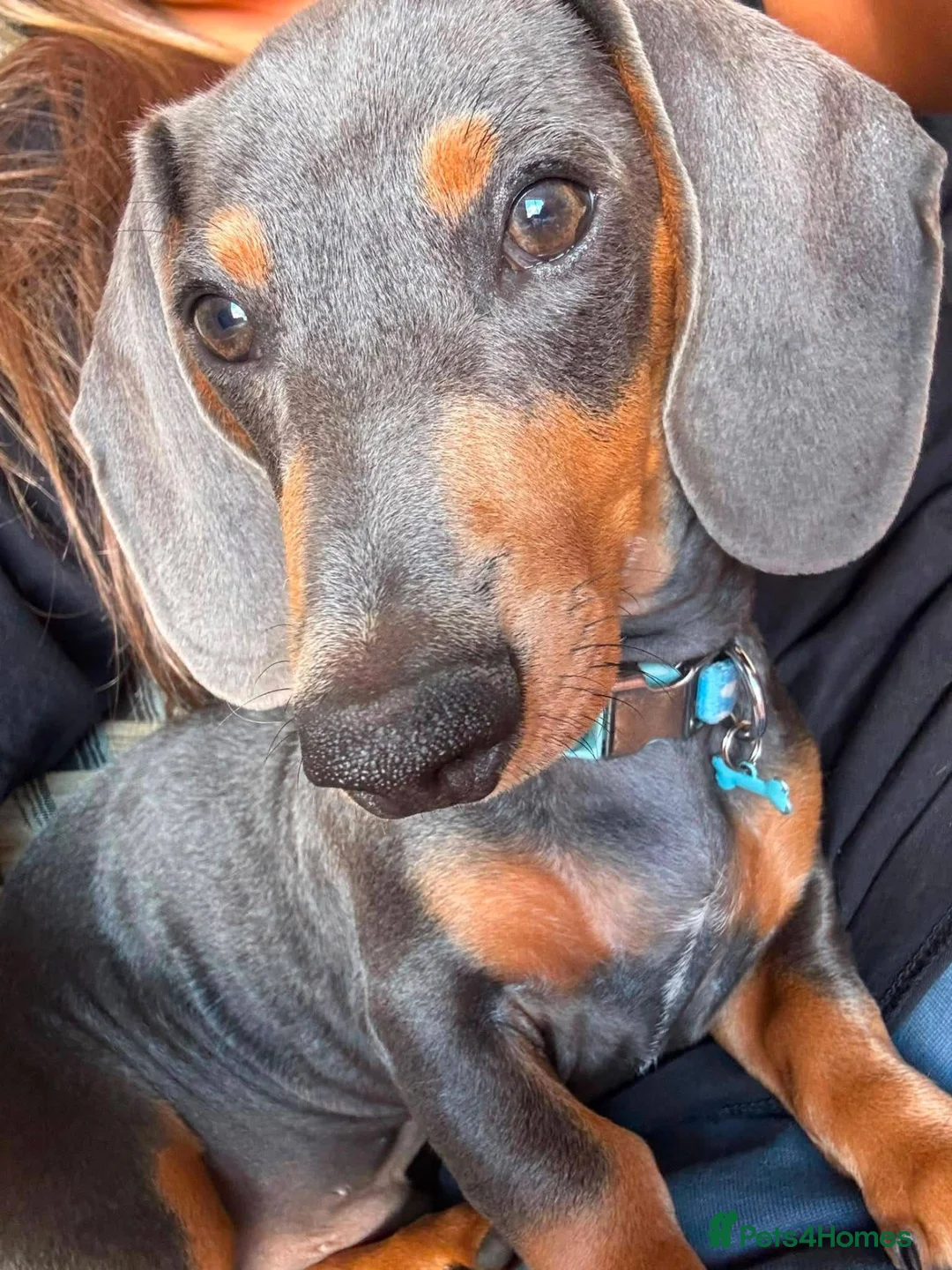Miniature Dachshund dogs for sale: Miniature dachshund  - Advert 1