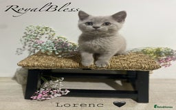 British Shorthair cats for sale: 👑ROYALBLESS STUNNING LILAC BRITISH SHORTHAIR  - Image 29