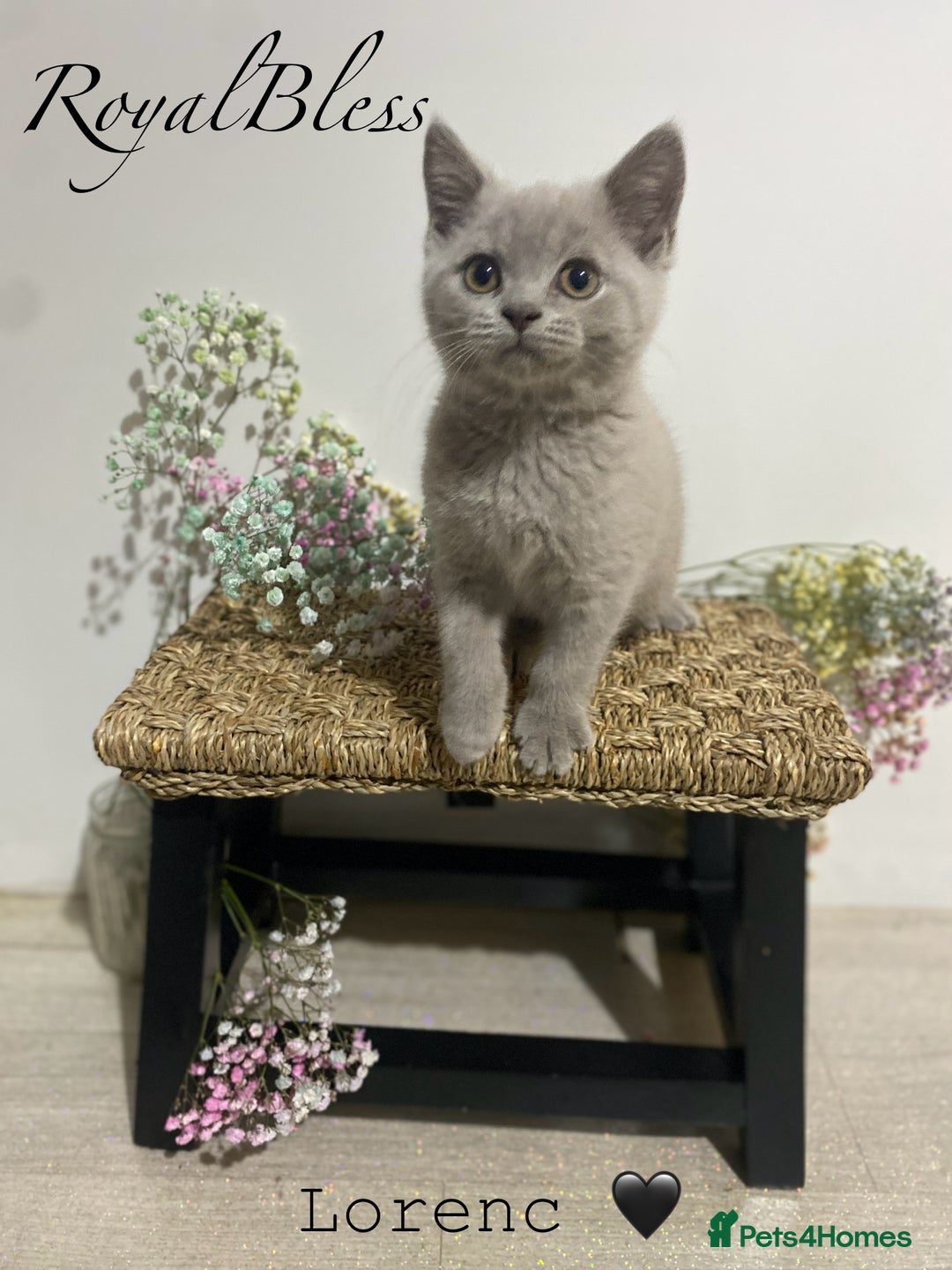 British Shorthair cats for sale: 👑ROYALBLESS STUNNING LILAC BRITISH SHORTHAIR  - Image 29