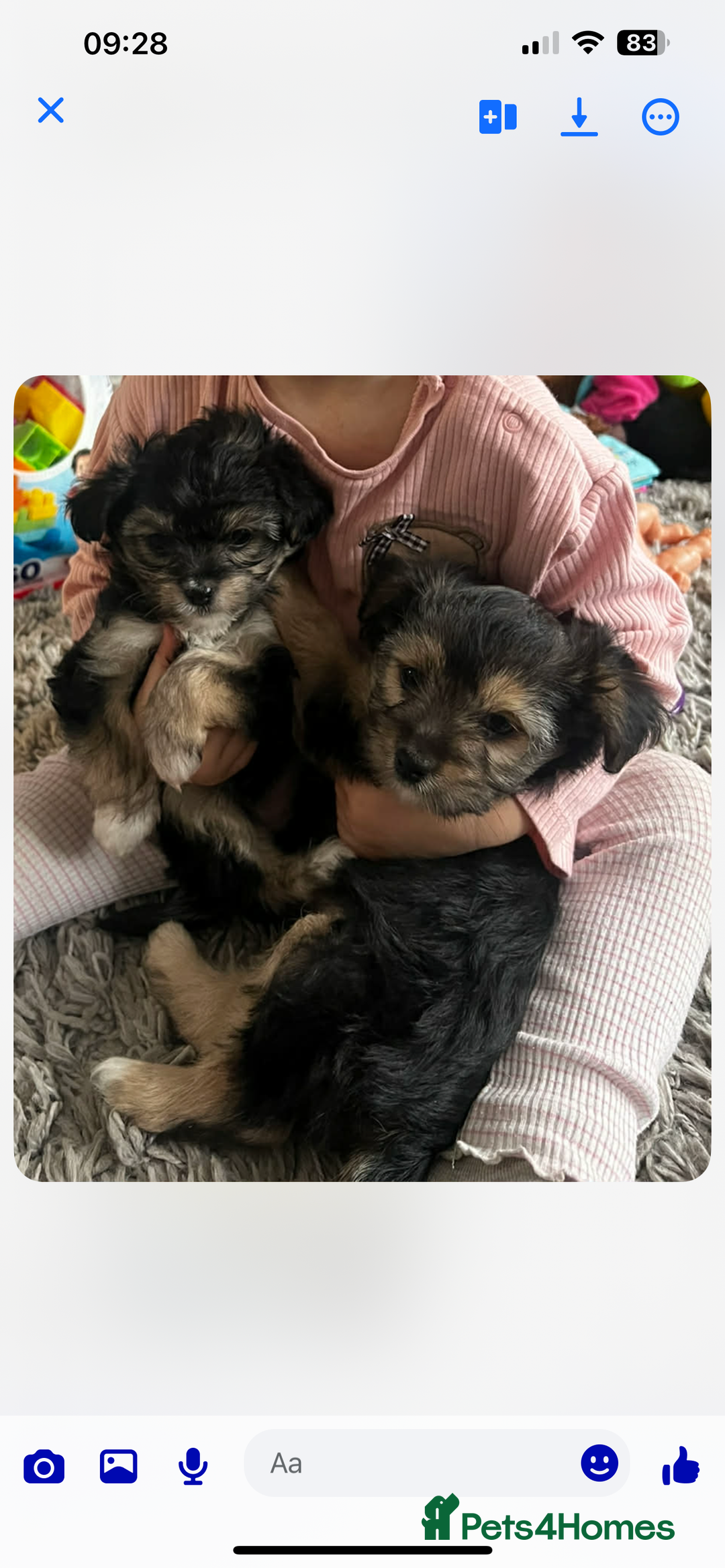 Yorkshire Terrier dogs for sale: Small yorkshire terrier puppy - Advert 6