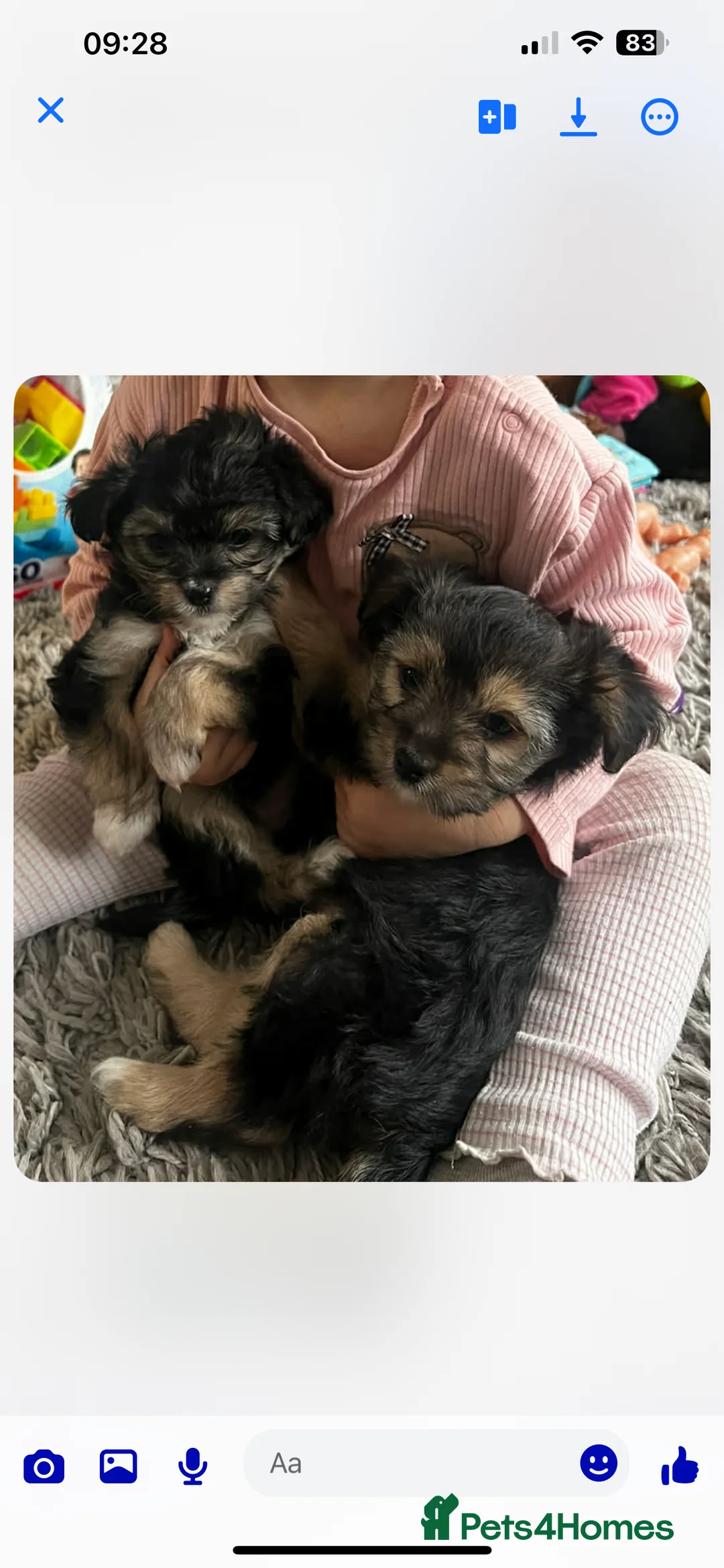 Yorkshire Terrier dogs for sale: Small yorkshire terrier puppy - Advert 6