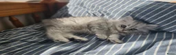 Persian cats for sale: 1 Pure Persian Chinchilla Male Kitten - Advert 4