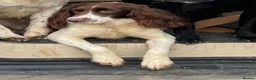 English Springer Spaniel dogs for sale: Springer Spaniel Puppies For Sale  - Advert 4