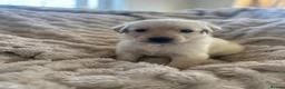 Golden Shepherd dogs for sale: Golden shepherd puppies 🐾 - Advert 3
