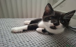Mixed Breed cats for sale: Female kitten looking for new home - Image 4