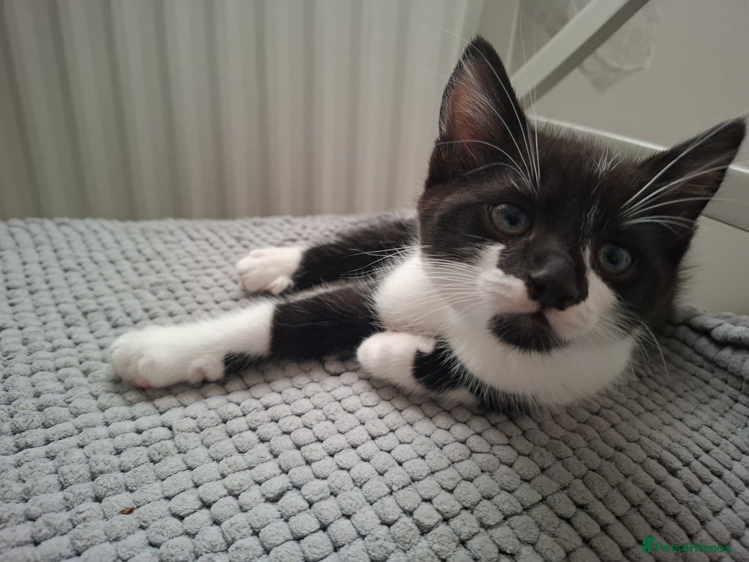 Mixed Breed cats for sale: Female kitten looking for new home - Image 4