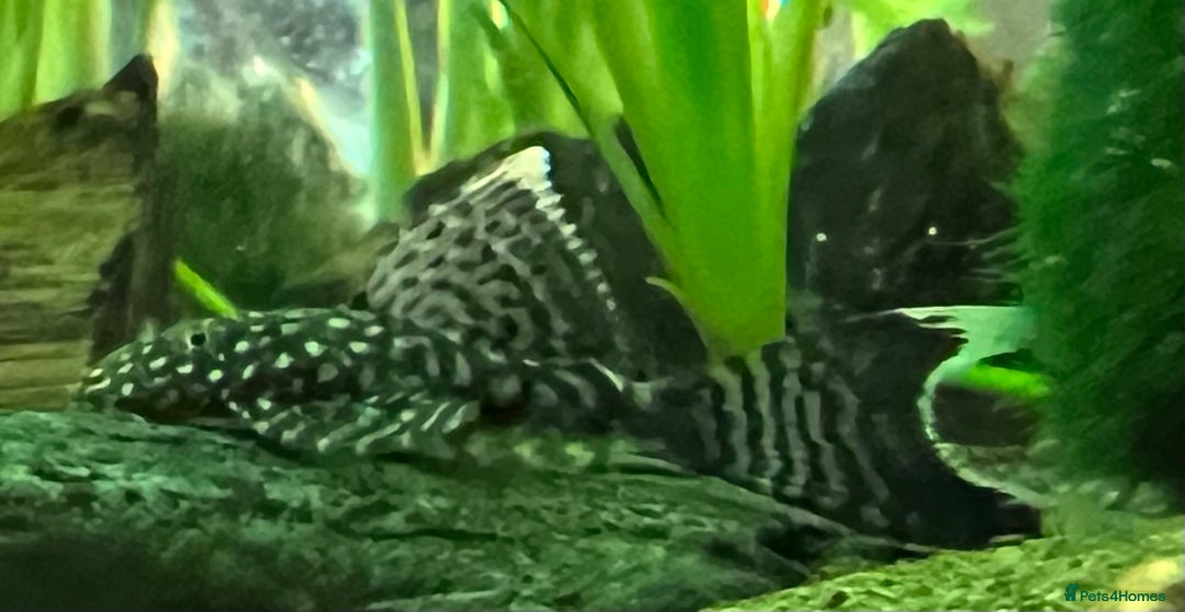 Plecos fish for sale: Longfin bristlenose plecos  in Wolverhampton - Image 2