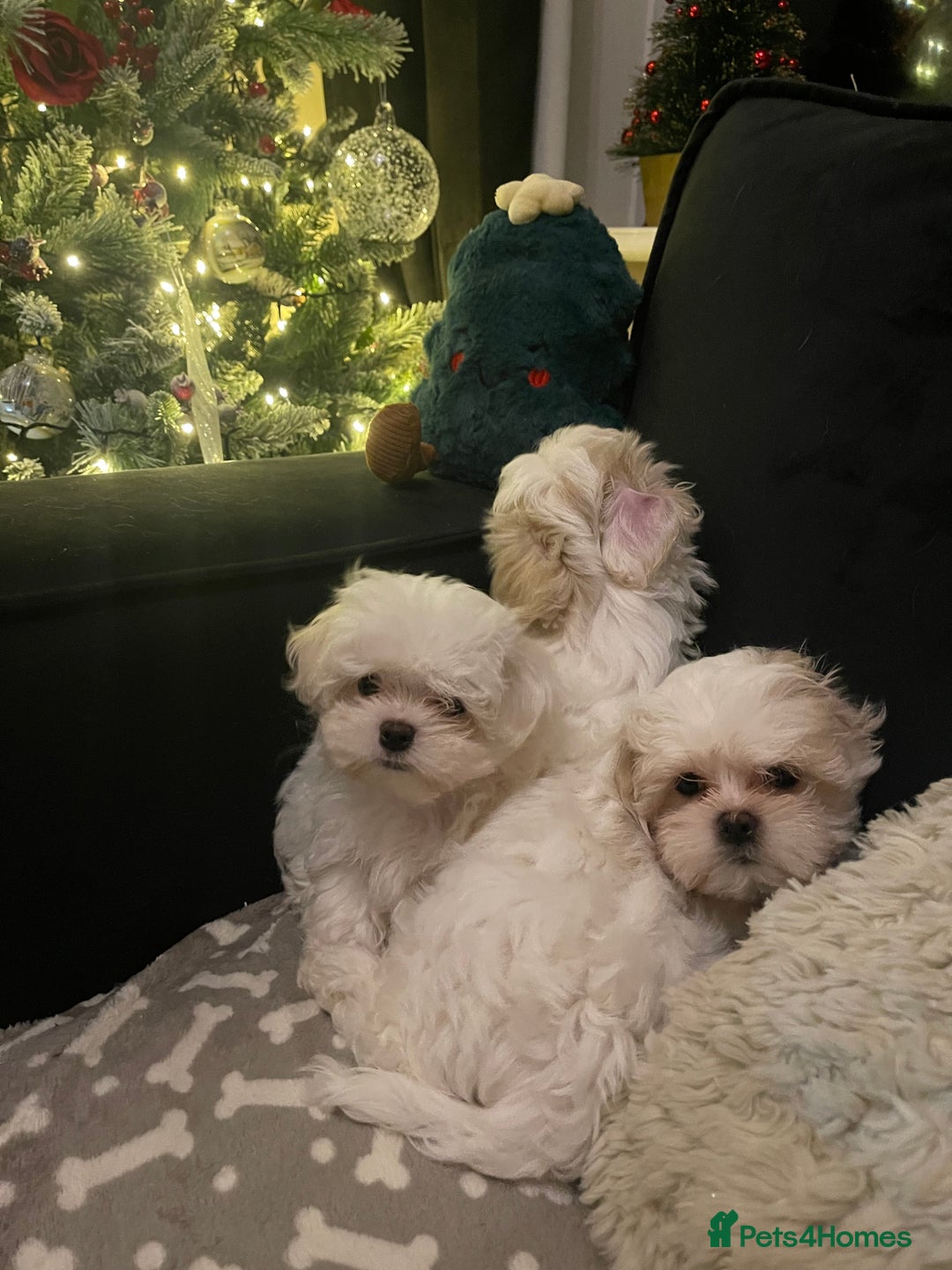 Maltese dogs for sale: *READY NOW* Korean Maltese x Malshi puppies 🐾 - Advert 5
