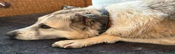 Mixed Breed dogs for adoption: Peach - Taverham Norfolk  in Norwich - Advert 3