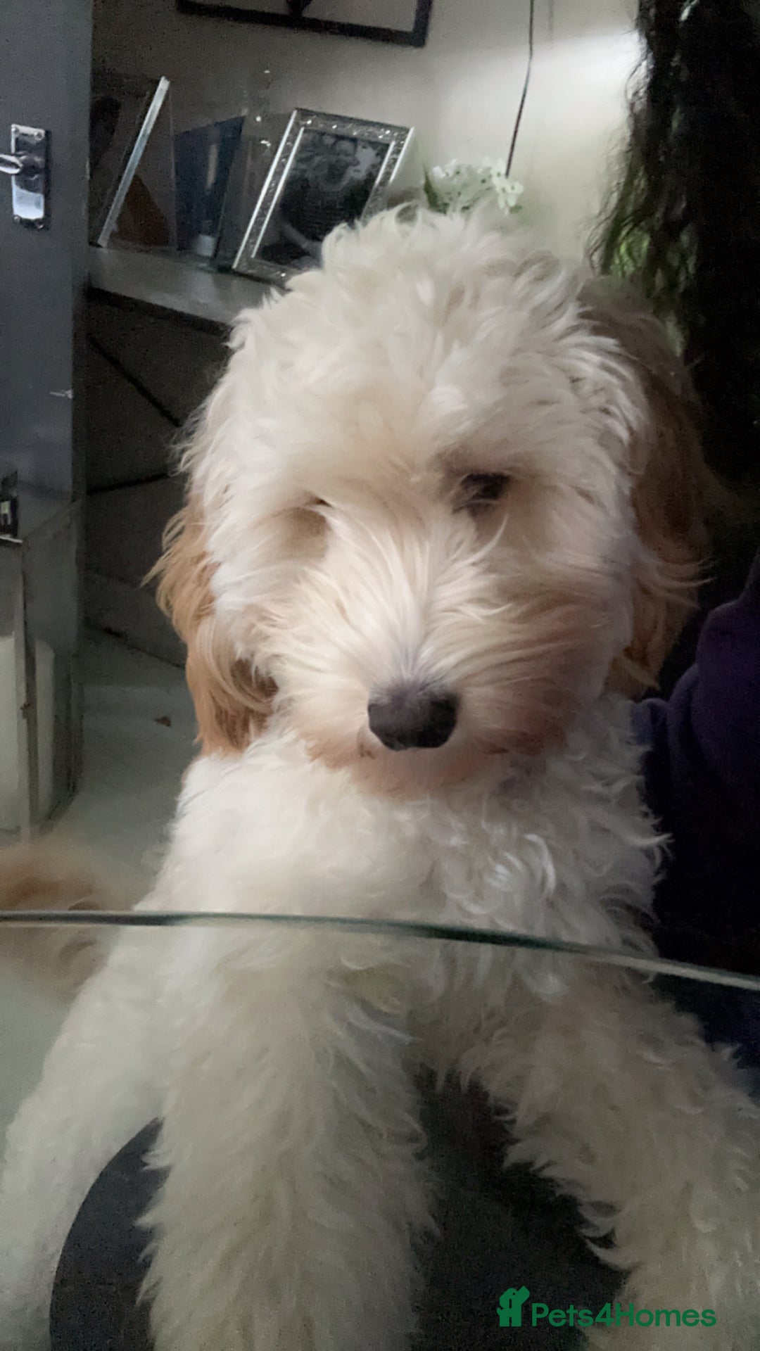 Cockapoo dogs for sale: Loving home needed for our dog Fergie - Image 4