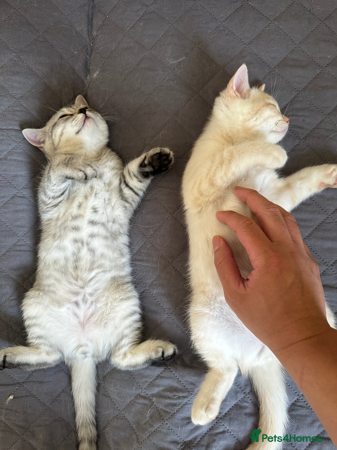 British Shorthair cats for sale: Stunning British Shorthair Kittens & adule cat - Image 10