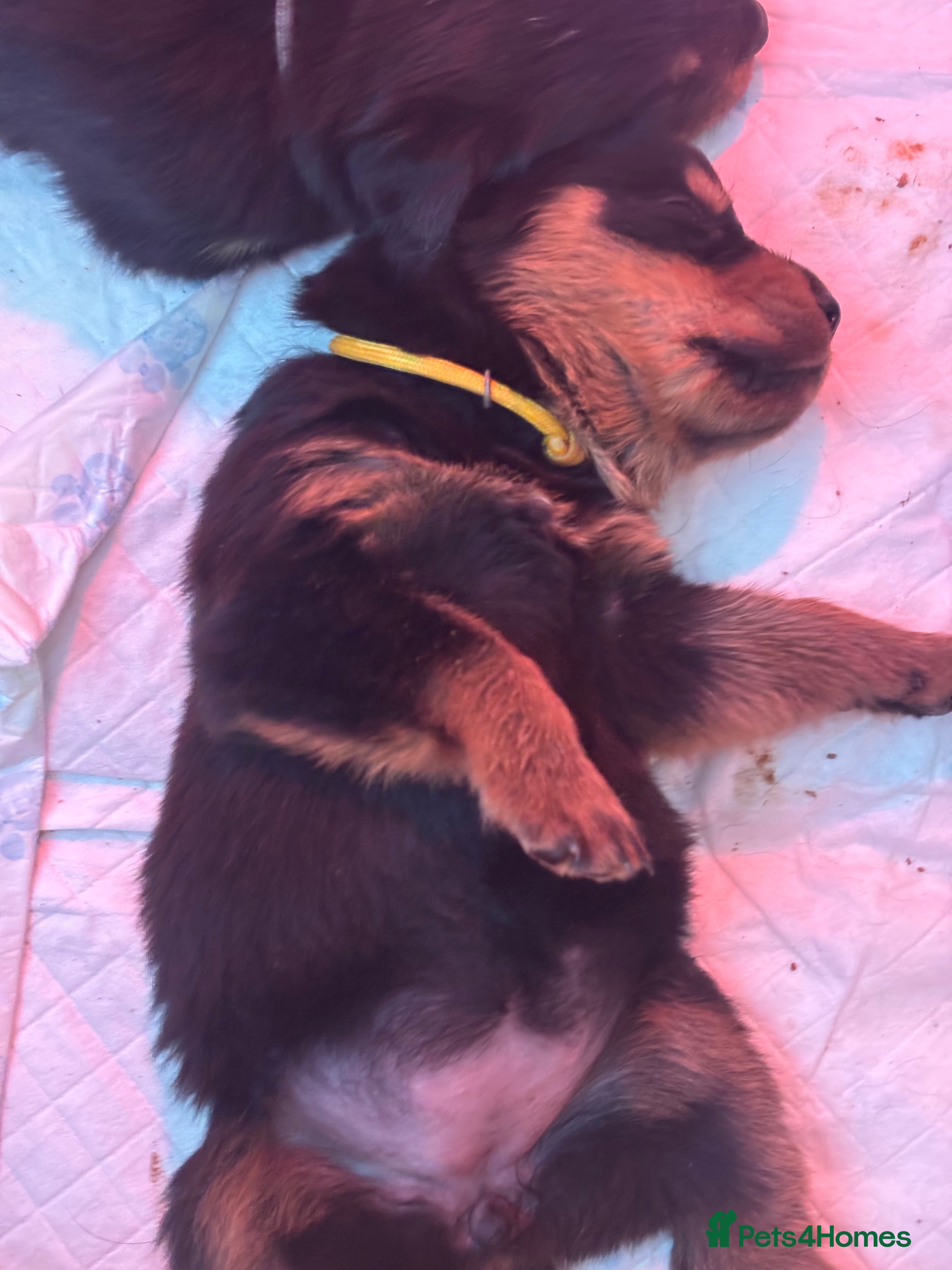 Rottweiler dogs Pure bread Rottweiler pups - Advert 5