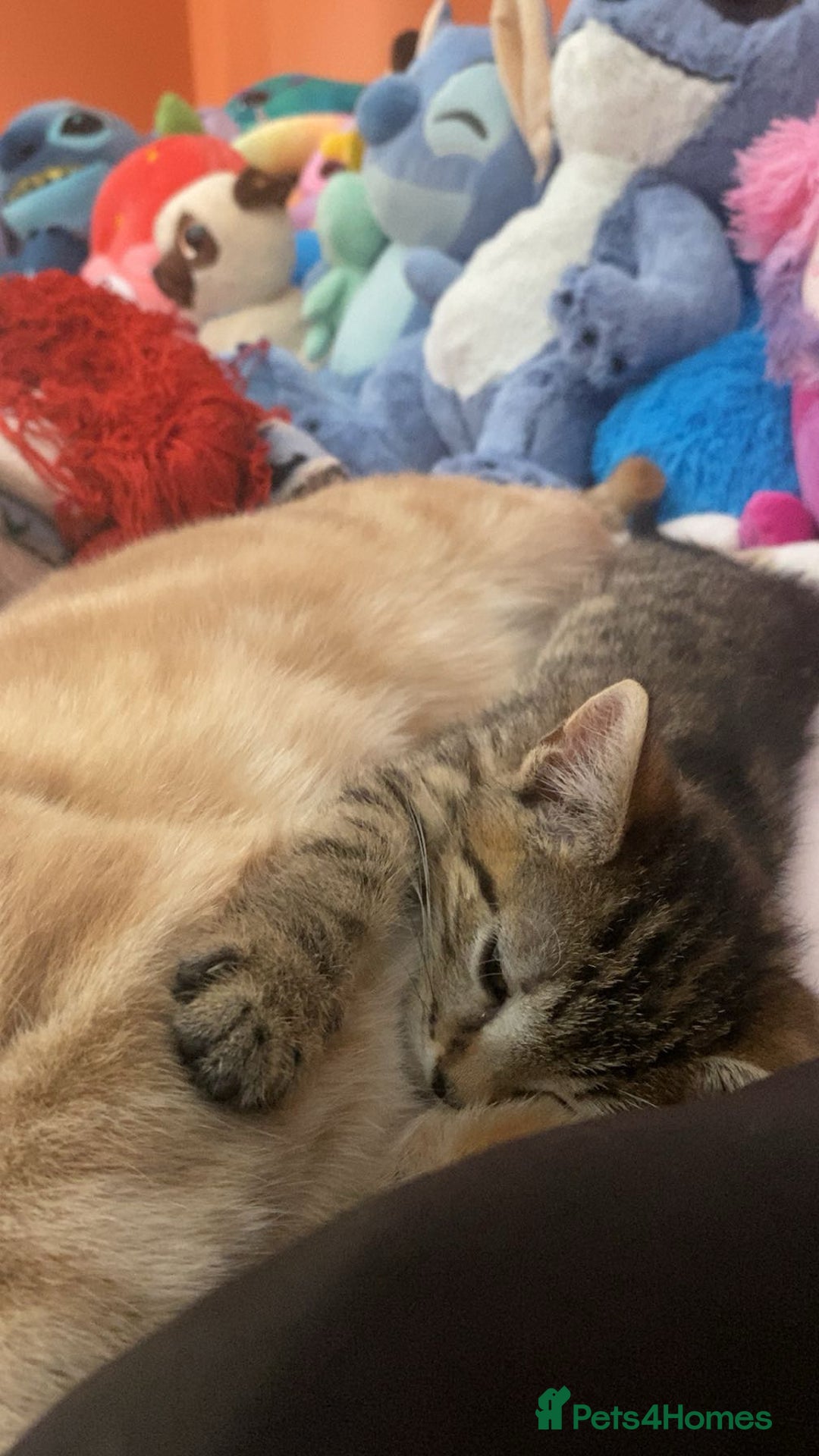 Bengal cats for sale: Beautiful baby bengal girl  - Advert 1