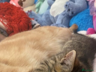 Bengal cats Beautiful baby bengal girl - Advert 1