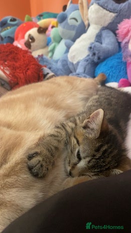 Bengal cats Beautiful baby bengal girl - Advert 1