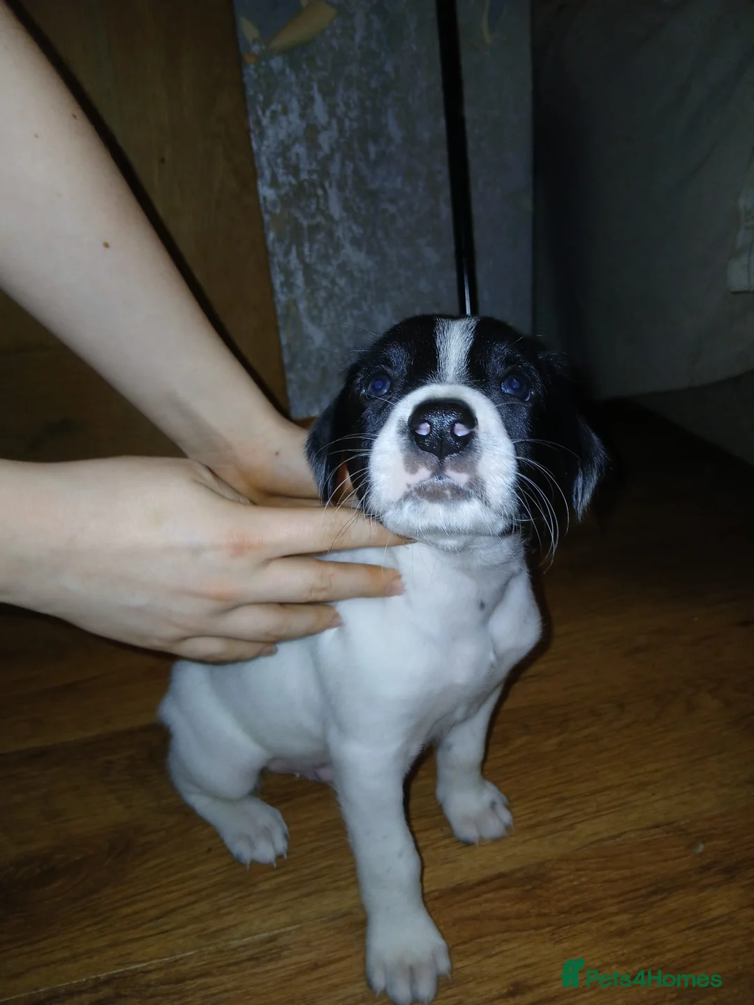 Mixed Breed dogs for sale: Beautiful Collie x Sprocker Puppies - Advert 5