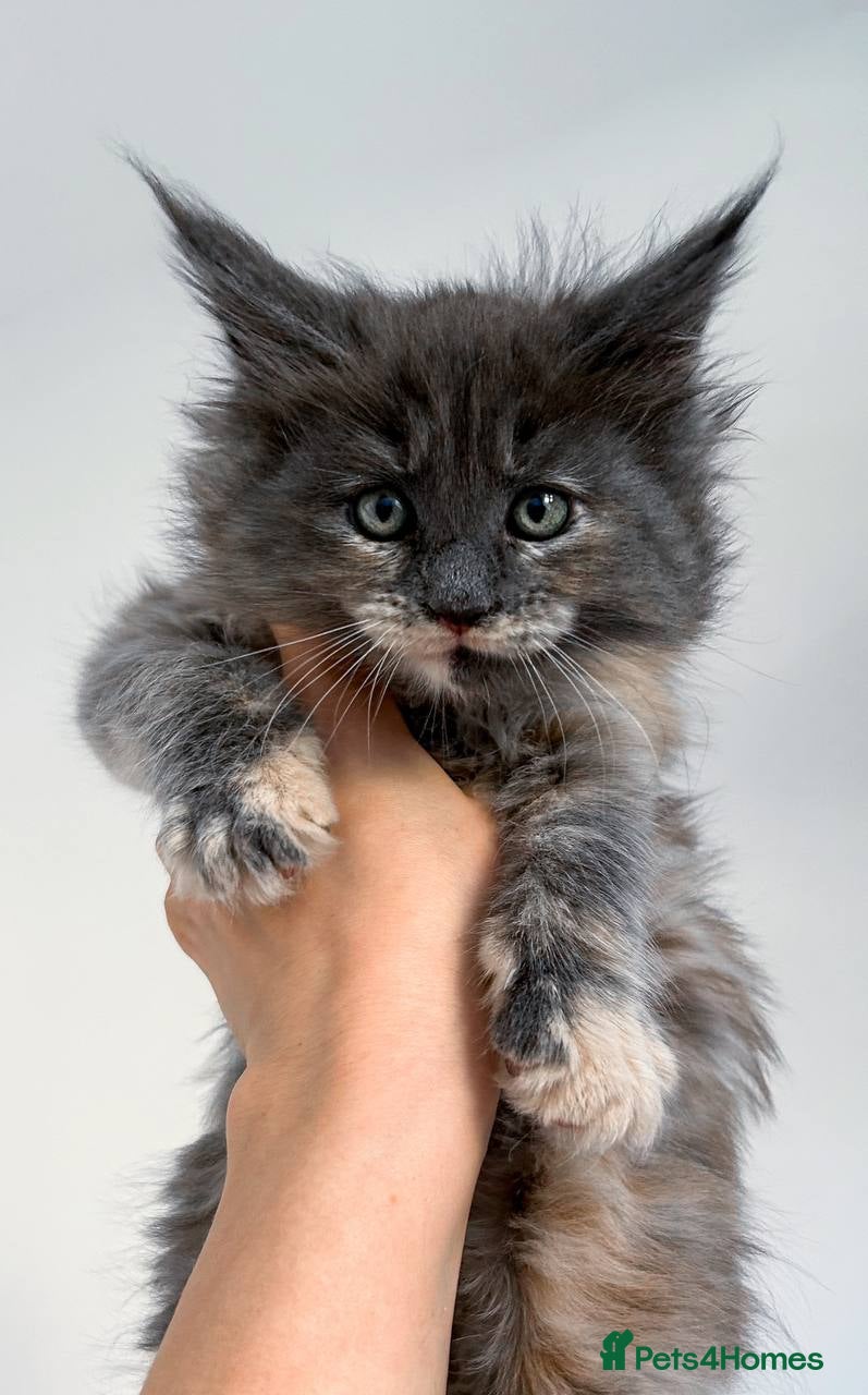 Maine Coon cats Maine coon - Advert 6