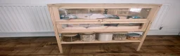 Hamster rodents for sale: Female Russian hamster for sale with full set up in Stoke-on-Trent - Advert 2