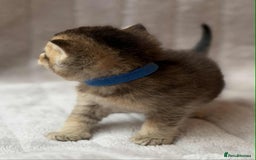 British Shorthair cats for sale: Lovely British Shorthair Golden TiCA - Image 14