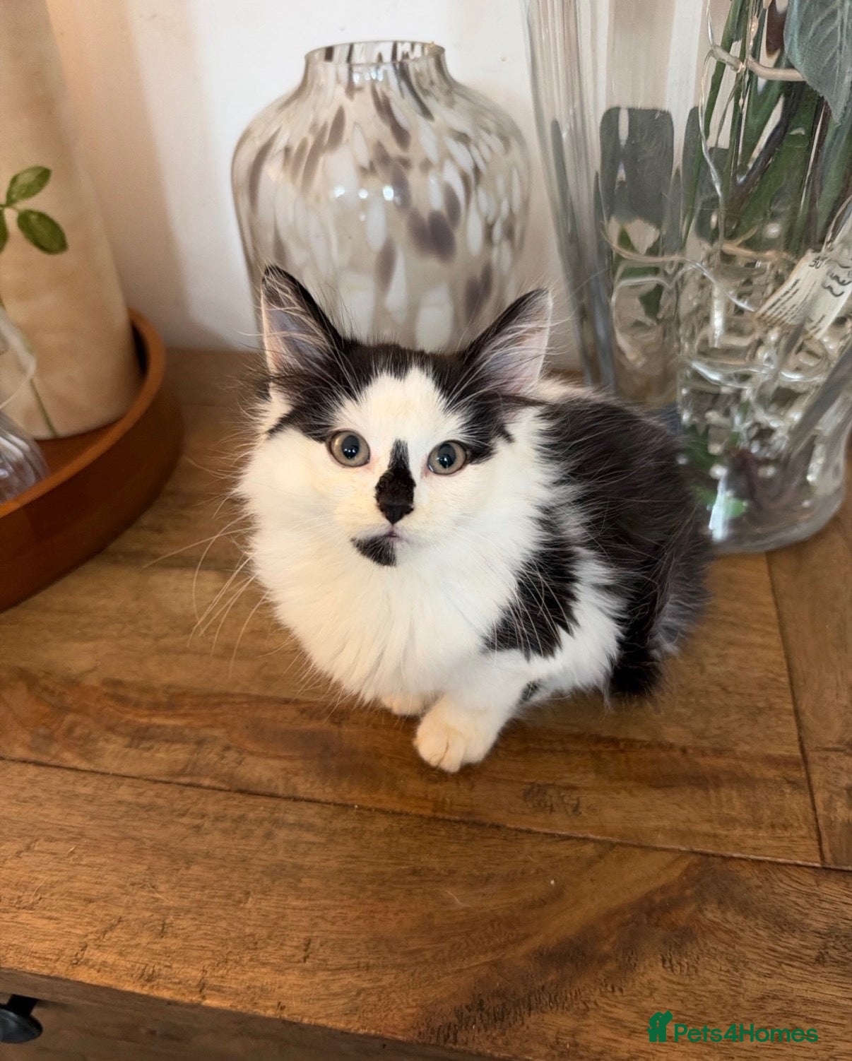 Mixed Breed cats for sale: Kittens for sale  - Advert 5