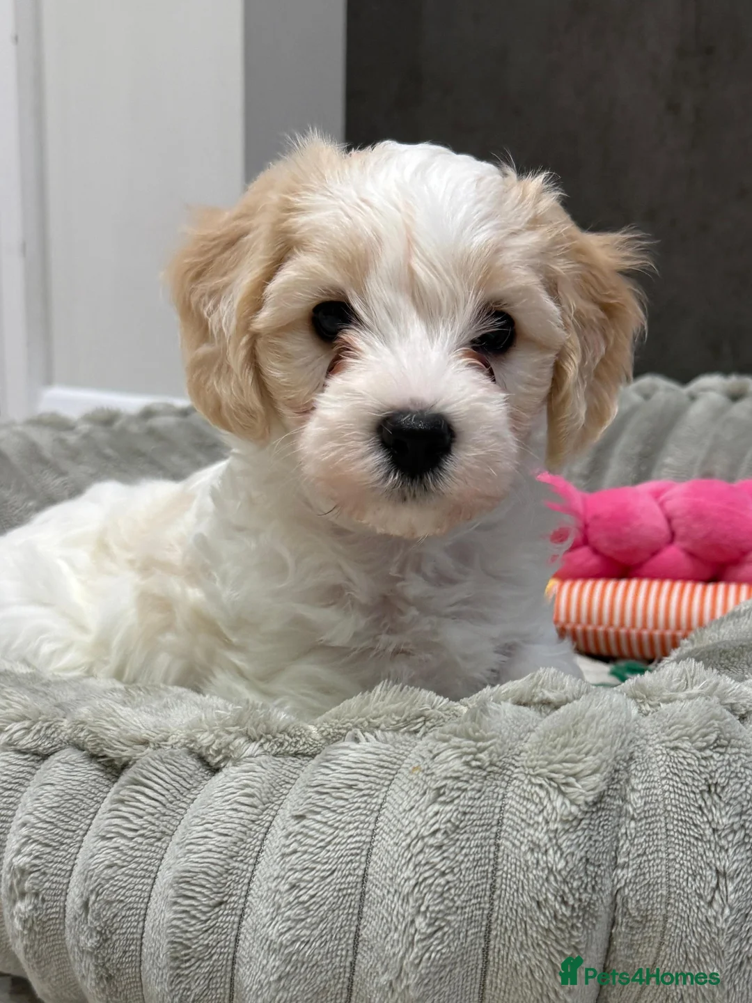 Mixed Breed dogs for sale: Only 1x gorgeous male maltipoo left! - Advert 2