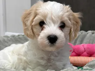 Mixed Breed dogs Only 1x gorgeous maltipoo left! - Advert 3