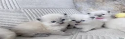 Ragdoll cats for sale: Blue Point Ragdoll Kittens for sale - Advert 28