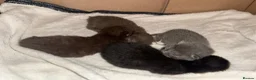 Ragdoll cats for sale: 3 beautiful kittens ragdoll x synths brown & black - Advert 2