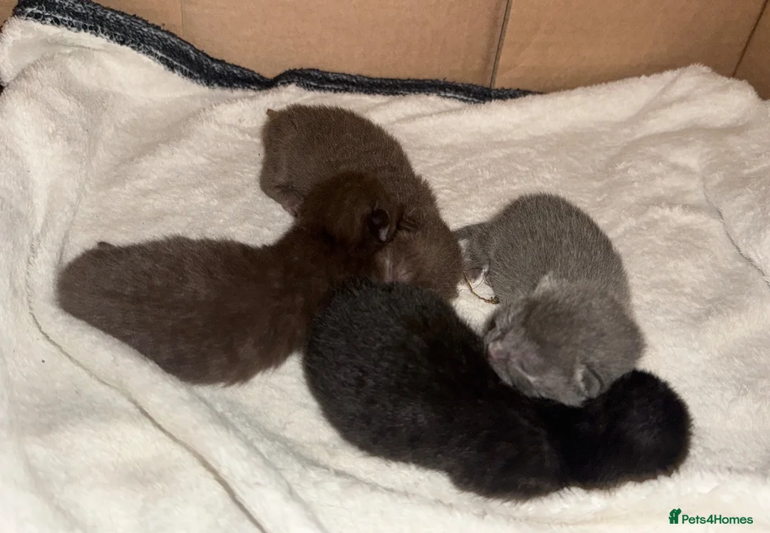 Ragdoll cats for sale: 3 beautiful kittens ragdoll x synths brown & black - Advert 2