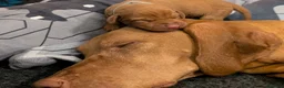 Hungarian Vizsla dogs for sale: Vizsla Puppies Looking for Their Forever Homes 🐾 in Saint Asaph - Advert 12