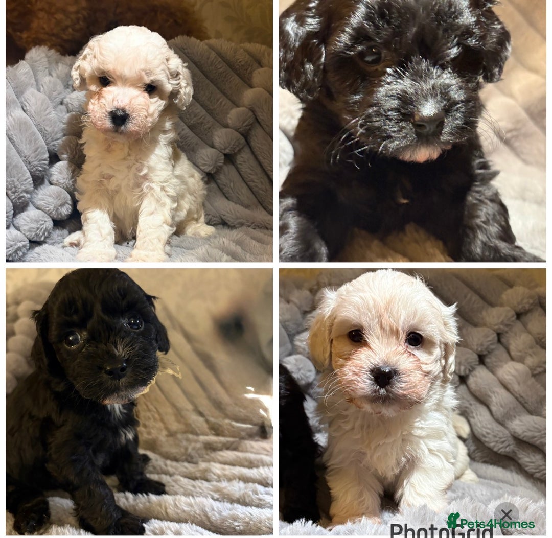 Shihpoo dogs for sale: Shihpoos for sale   - Advert 1