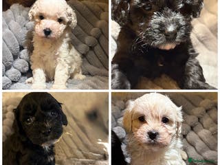 Shihpoo dogs Shihpoos for sale - Advert 3