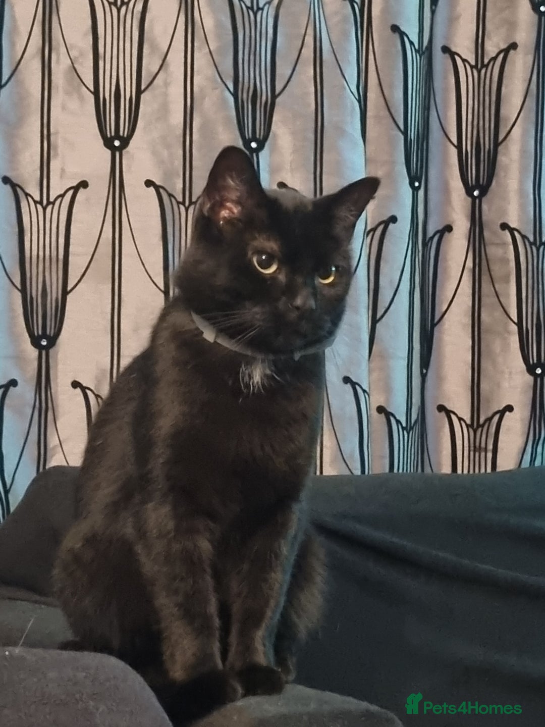 Bombay cats for sale: Sutty - Image 3