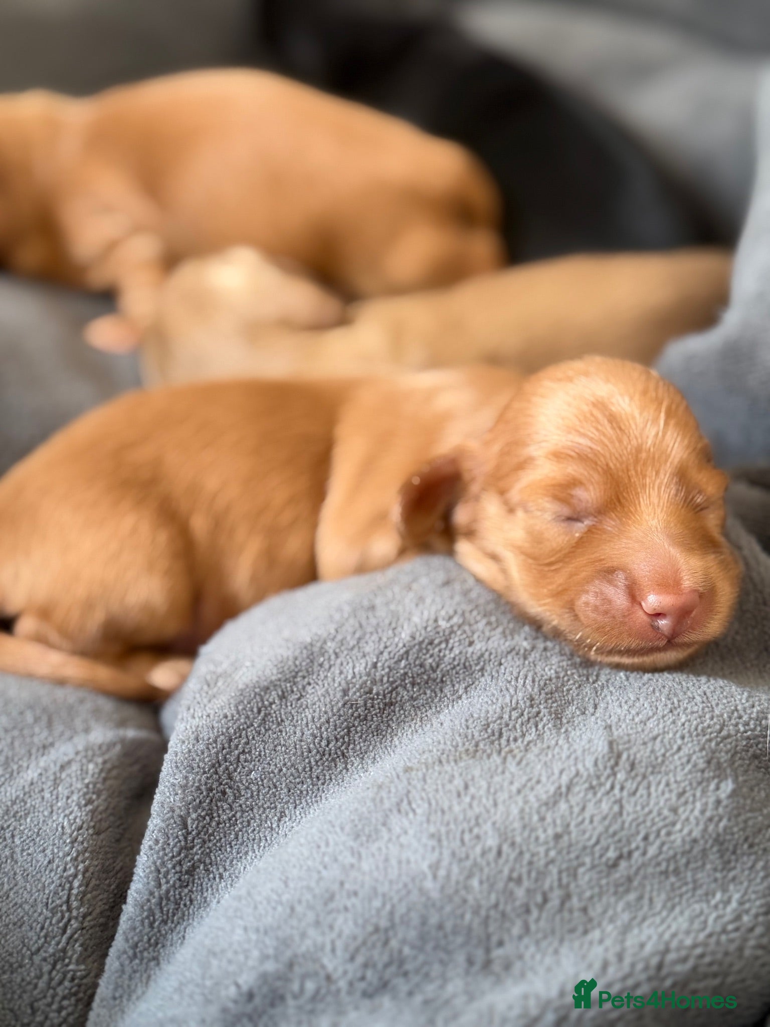 Miniature Dachshund dogs  KC Registered Long-Haired Dachshund Puppies ✨ - Advert 1