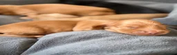 Miniature Dachshund dogs for sale:  KC Registered Long-Haired Dachshund Puppies ✨ - Advert 1