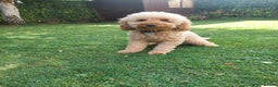 Cockapoo dogs for stud: Beige cockapoo F1b for stud in Coalville - Advert 4
