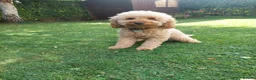 Cockapoo dogs for stud: Beige cockapoo F1b for stud in Coalville - Advert 4