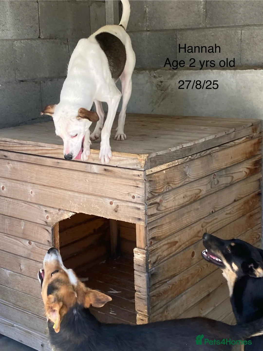 Mixed Breed dogs for adoption: Hannah, 2-3 yrs old. Available for adoption. - Advert 20
