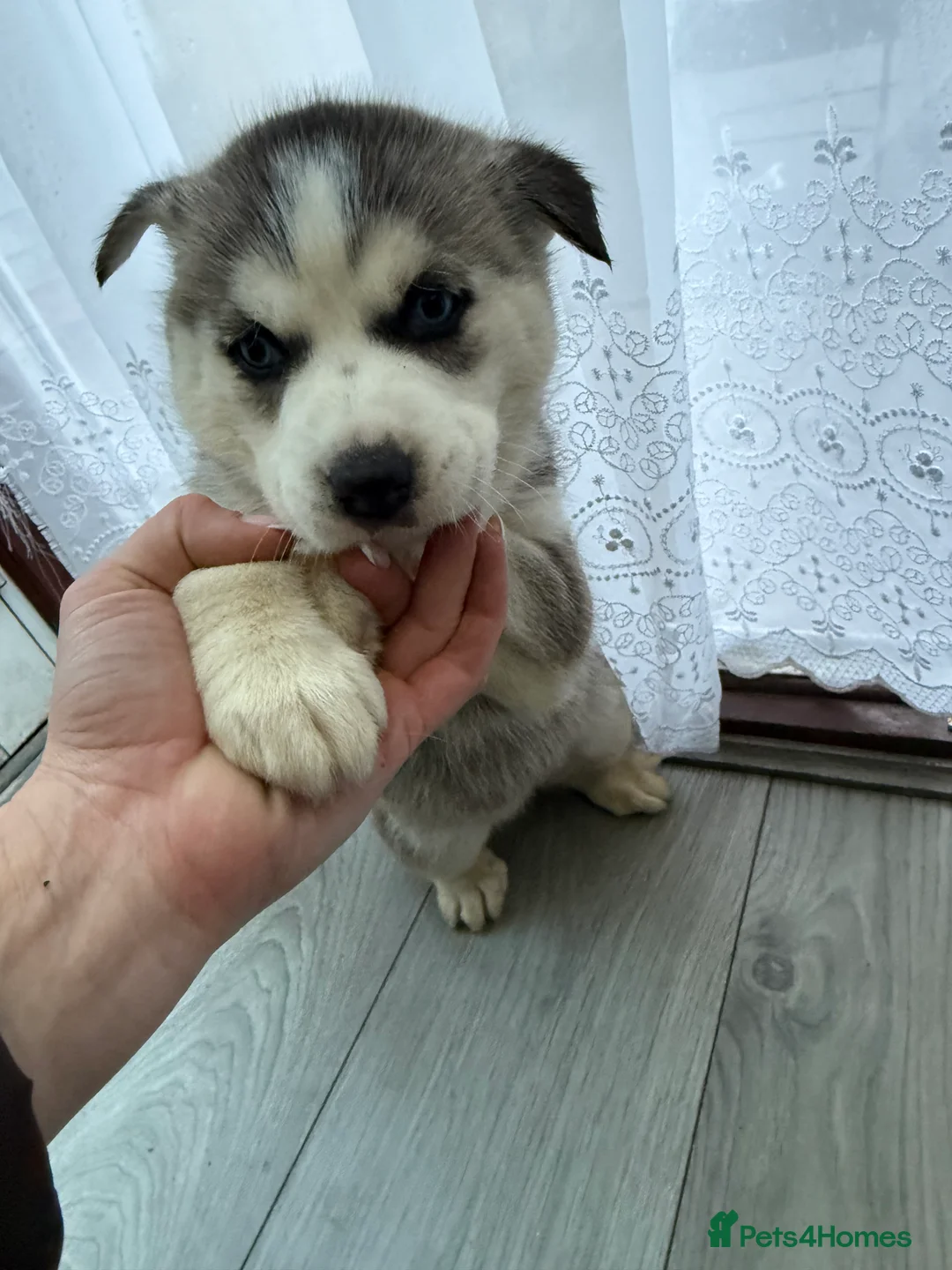 Siberian Husky dogs for sale: Puppies Siberian Huskies  - Advert 14