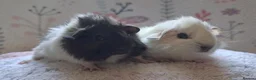 Guinea Pig rodents for sale: Beautiful Baby Boars  - Advert 1