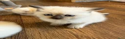 Scottish Fold cats for sale: Gorgeous Scottish Fold & Straight Kittens  in Ayr - Advert 36