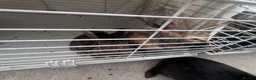 Lionhead rabbits for sale: Mixed Netherland and lionhead  in Pudsey - Advert 4